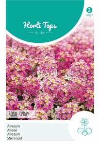 Alyssum maritimum, Rosie O'Day