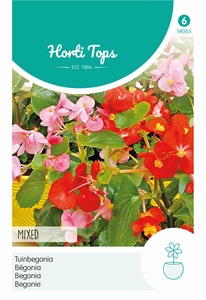 Begonia semperflorens,  Mixed - Tuinbegonia gemengd
