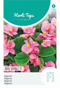 Begonia semperflorens, F1 Rose Komeet