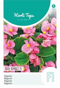 Begonia F1 Rose Komeet