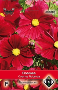 Cosmos, Cosmea bipinnatus Rubenza