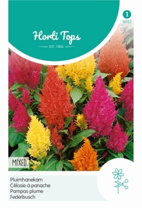 Celosia plumosa, Pluimhanenkam gemengd - Sierhanekam - snijbloem 70 cm