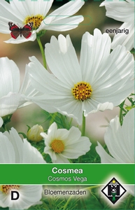 Cosmos, Cosmea bipinnatus Vega wit