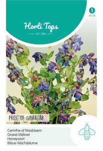 Cerinthe major Pride of Gibraltar -  Wasbloem