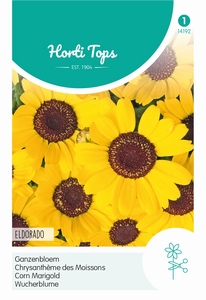 Chrysanthemum, Ganzebloem Eldorado Geel