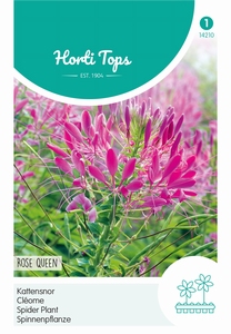 Cleome, Kattensnor Rose Queen - Kattensnor