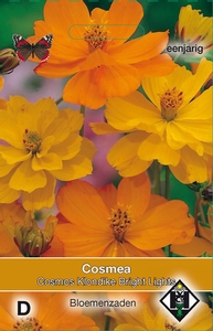 Cosmos, Cosmea sul. Klondike Bright Lights