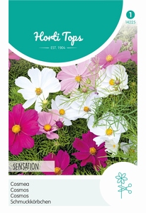 Cosmos, Cosmea Sensation gemengd