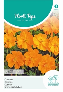 Cosmos, Cosmea Sunset Oranje-Rood