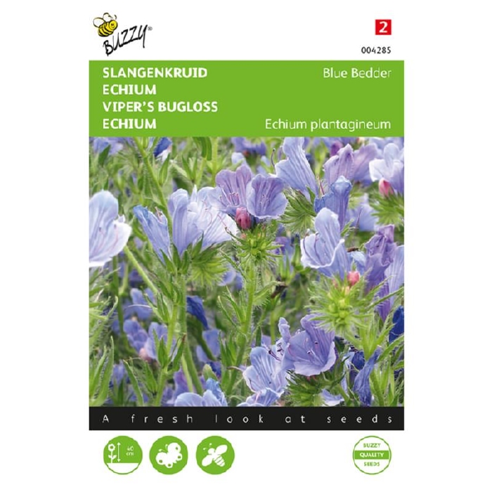 Echium, Slangenkruid Blue Bedder