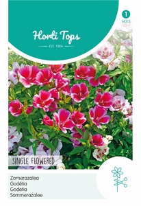 Godetia, Zomerazalea enkelbloemig gemengd