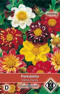 Dahlia variabilis Dandy