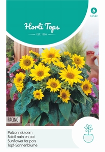 Helianthus, Potzonnebloemen Pacino  40 cm