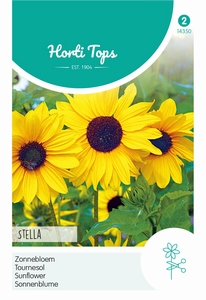 Helianthus, Zonnebloemen Stella (snijzonnebloemen)  140cm