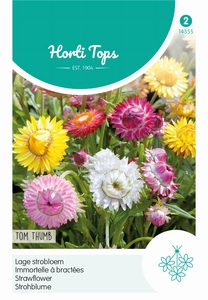 Helichrysum, lage Strobloemen Tom Thumb  40cm
