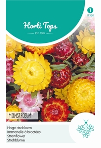 Helichrysum, hoge Strobloem Monstrosum