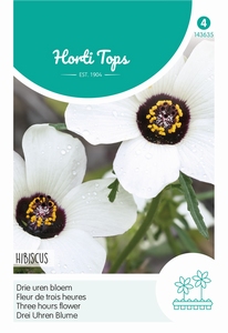 Hibiscus trionum, Drie uren bloem - eenjarige hibiskus