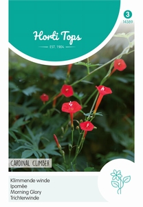 Ipomoea, Klimmende Winde, Cardinal Climber