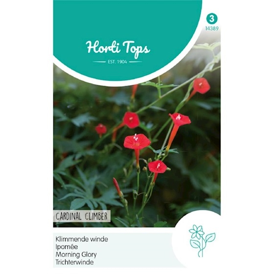Klimmende Winde, Ipomoea, Cardinal Climber