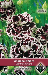 Dianthus chinensis Chianti