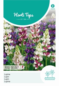 Lupinus, Lupine Pixie Delig gemengd