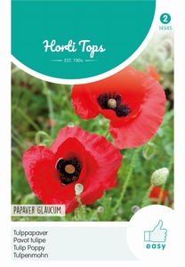 Papaver glaucum, Tulppapaver   (klaproos)