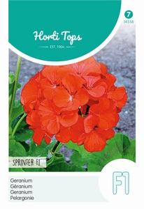 Pelargonium, Geranium Sprinter F1 oranje/rood