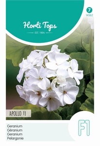 Pelargonium, Geranium Apollo Wit F1