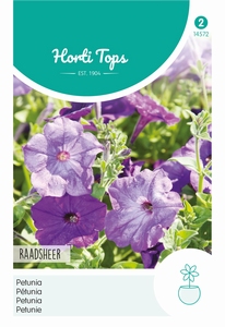 Petunia hybrida Raadsheer