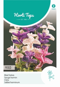 Salvia horminum, Bladsalvia gemengd