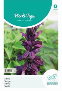 Salvia splendens, Purple (paars)   (OP =OP)