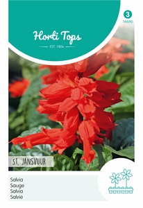 Salvia splandens, Vuursalie St. Jansvuur (rood)