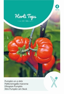 Solanum aethiopicum Pumpkin on a stick, mini-pompoen op stok