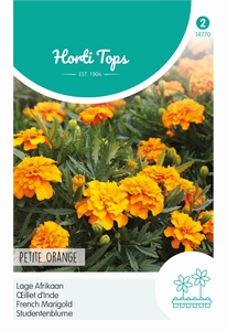 Tagetes, lage Afrikaan Petite Orange