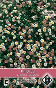 Erigeron karvinskianus Profusion