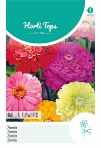 Zinnia Dahliabloemig