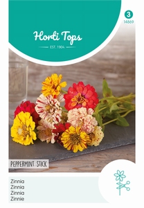Zinnia Peppermint stick
