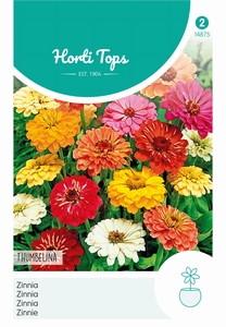 Zinnia Thumbelina laag gemengd