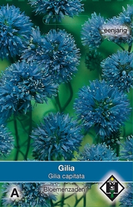 Gilia capitata