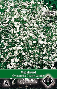 Gypsophila elegans Convent Garden