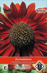 Helianthus a. Velvet Queen   Helianthus zonnebloemen 160 cm