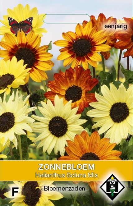 Helianthus a. Paquito Mix    Helianthus zonnebloemen