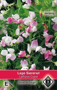 Lathyrus odoratus Cupid  siererwt laag - sterk geurend