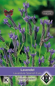 Lavandula multifida Spanish Eyes , Kuif- of Vlinderlavendel