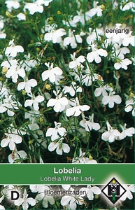Lobelia erinus White Lady