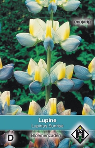 Lupine cruickshankii Sunrise