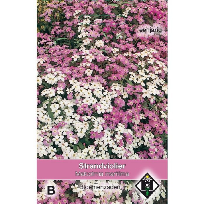 Malcolmia maritima - Strandviolieren of Zeeviolieren
