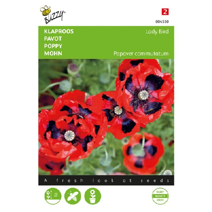 Papaver commutatum Lady Bird (klaproos)