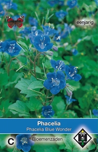 Phacelia campanularia Blue Wonder