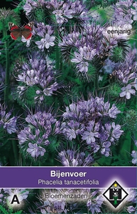 Phacelia tanacetifolia